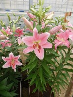 [4194 Striker No01.JPG]